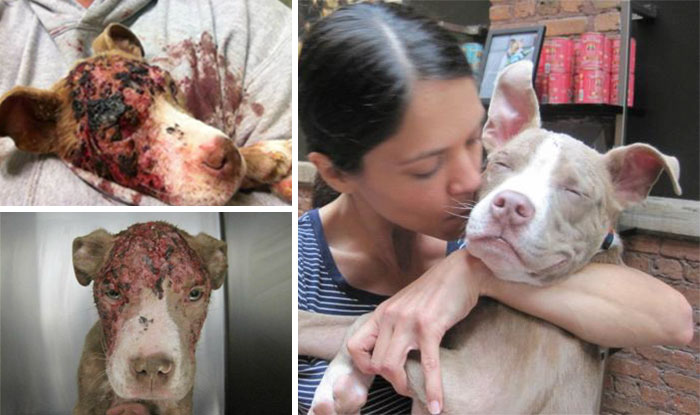 Alguns cães foram extremamente maltratados, mas ao receberem cuidados e um novo lar se transformaram completamente e estão saudáveis e super felizes!
