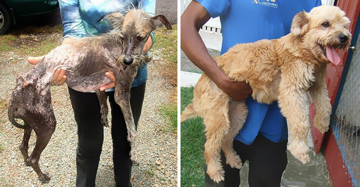 Alguns cães foram extremamente maltratados, mas ao receberem cuidados e um novo lar se transformaram completamente e estão saudáveis e super felizes!