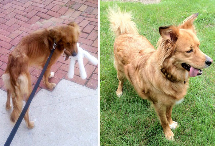 Alguns cães foram extremamente maltratados, mas ao receberem cuidados e um novo lar se transformaram completamente e estão saudáveis e super felizes!