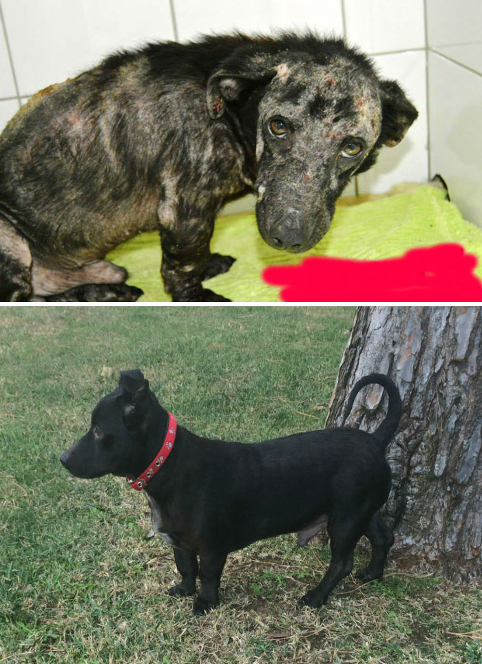 Alguns cães foram extremamente maltratados, mas ao receberem cuidados e um novo lar se transformaram completamente e estão saudáveis e super felizes!