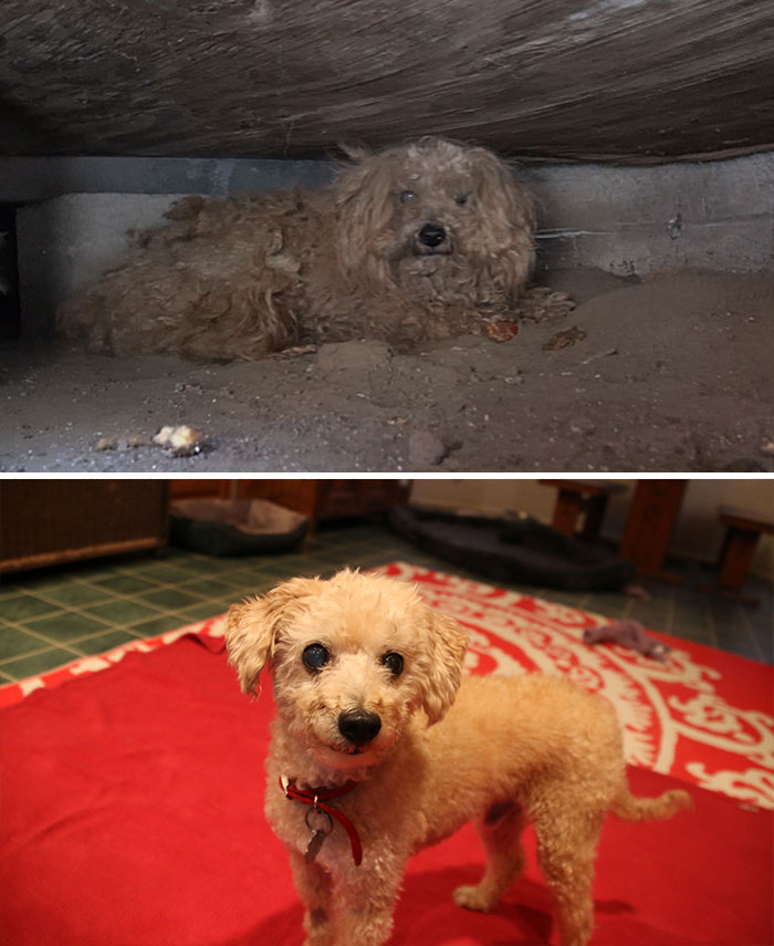 Alguns cães foram extremamente maltratados, mas ao receberem cuidados e um novo lar se transformaram completamente e estão saudáveis e super felizes!