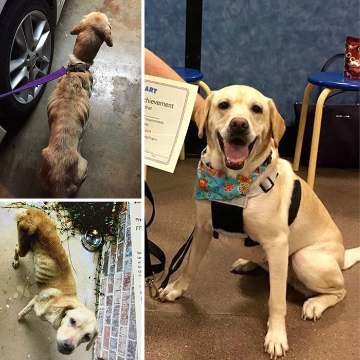 Alguns cães foram extremamente maltratados, mas ao receberem cuidados e um novo lar se transformaram completamente e estão saudáveis e super felizes!