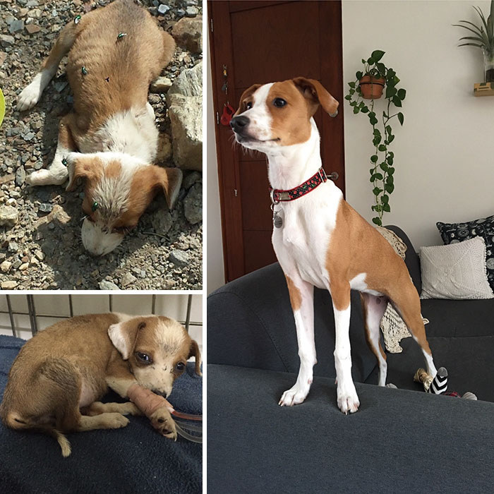 Alguns cães foram extremamente maltratados, mas ao receberem cuidados e um novo lar se transformaram completamente e estão saudáveis e super felizes!