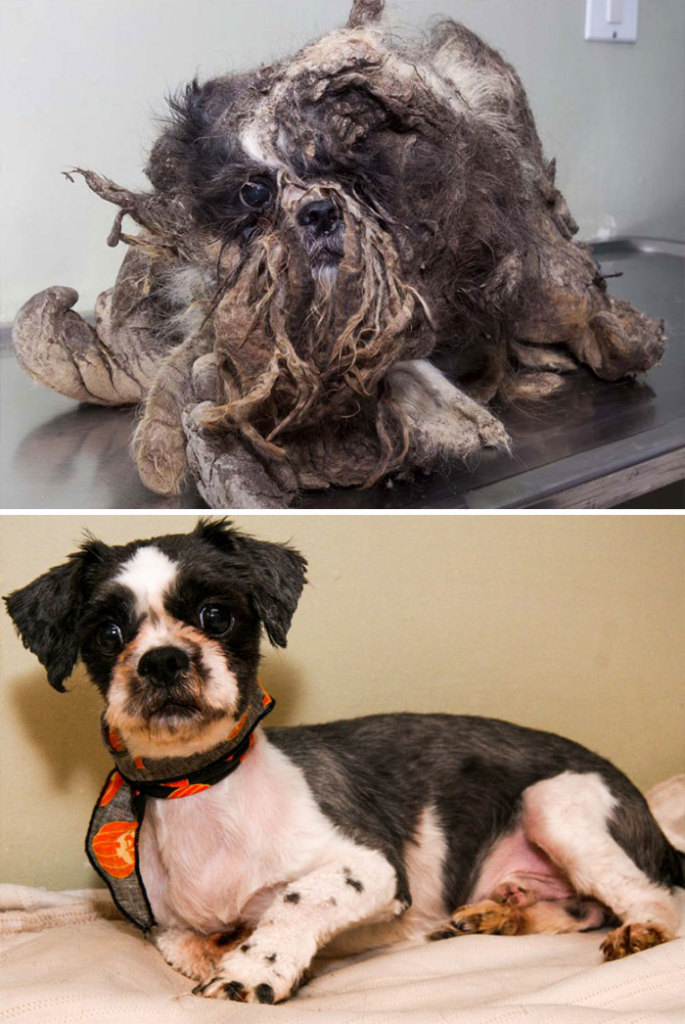 Alguns cães foram extremamente maltratados, mas ao receberem cuidados e um novo lar se transformaram completamente e estão saudáveis e super felizes!