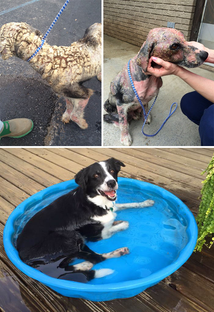Alguns cães foram extremamente maltratados, mas ao receberem cuidados e um novo lar se transformaram completamente e estão saudáveis e super felizes!