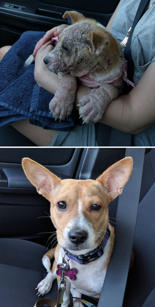 Alguns cães foram extremamente maltratados, mas ao receberem cuidados e um novo lar se transformaram completamente e estão saudáveis e super felizes!