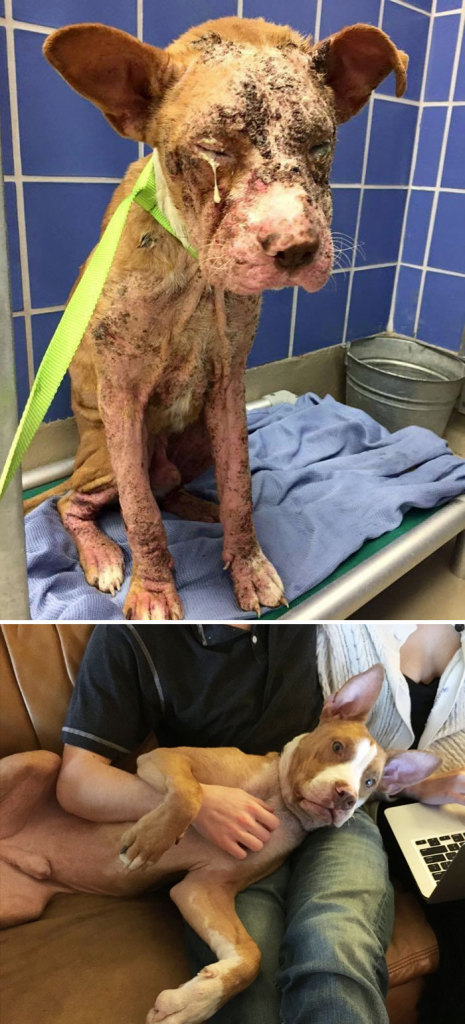 Alguns cães foram extremamente maltratados, mas ao receberem cuidados e um novo lar se transformaram completamente e estão saudáveis e super felizes!