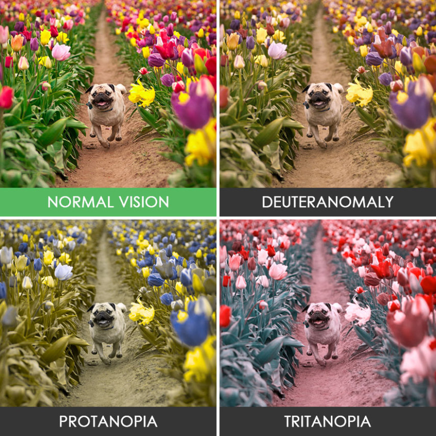 Entenda como diferentes tipos de daltonismo podem alterar a percepção de cores de um indivíduo