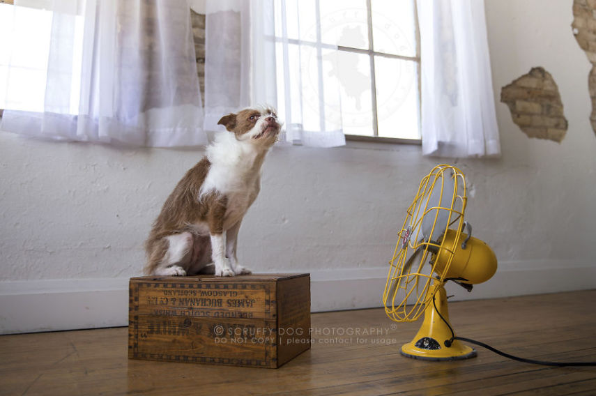 A fotógrafa de animais Illona Haus é de Ontário, no Canadá, e adora fazer séries de fotos divertidas. A mais recente empreitada dela é uma série que captura o momento em que cachorros curtem o vento dos ventiladores