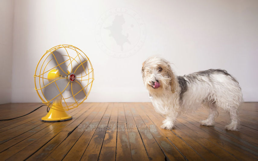 A fotógrafa de animais Illona Haus é de Ontário, no Canadá, e adora fazer séries de fotos divertidas. A mais recente empreitada dela é uma série que captura o momento em que cachorros curtem o vento dos ventiladores