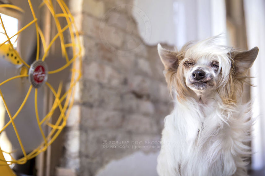 A fotógrafa de animais Illona Haus é de Ontário, no Canadá, e adora fazer séries de fotos divertidas. A mais recente empreitada dela é uma série que captura o momento em que cachorros curtem o vento dos ventiladores