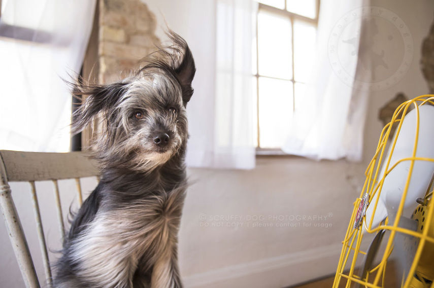 A fotógrafa de animais Illona Haus é de Ontário, no Canadá, e adora fazer séries de fotos divertidas. A mais recente empreitada dela é uma série que captura o momento em que cachorros curtem o vento dos ventiladores