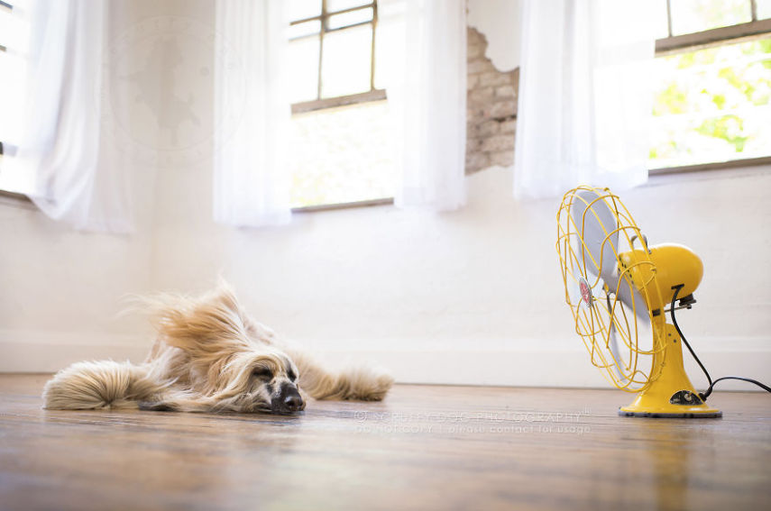 A fotógrafa de animais Illona Haus é de Ontário, no Canadá, e adora fazer séries de fotos divertidas. A mais recente empreitada dela é uma série que captura o momento em que cachorros curtem o vento dos ventiladores