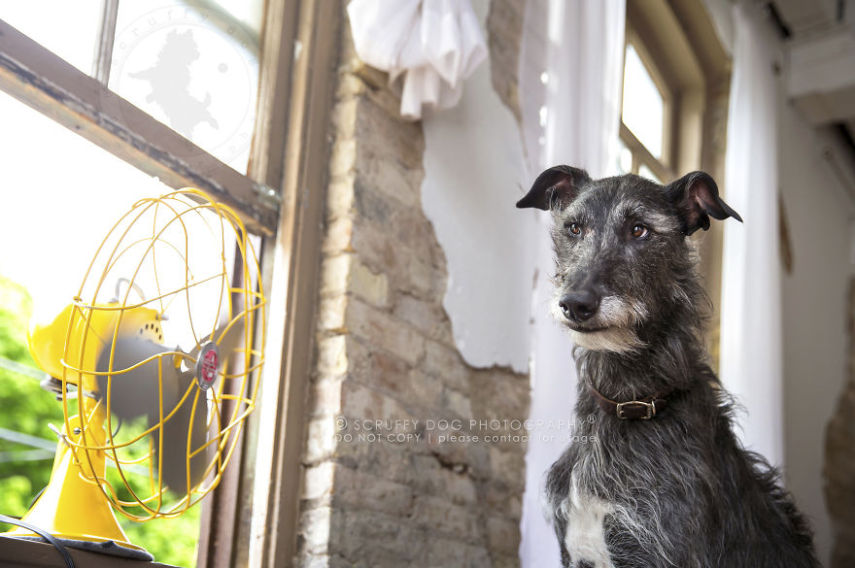 A fotógrafa de animais Illona Haus é de Ontário, no Canadá, e adora fazer séries de fotos divertidas. A mais recente empreitada dela é uma série que captura o momento em que cachorros curtem o vento dos ventiladores
