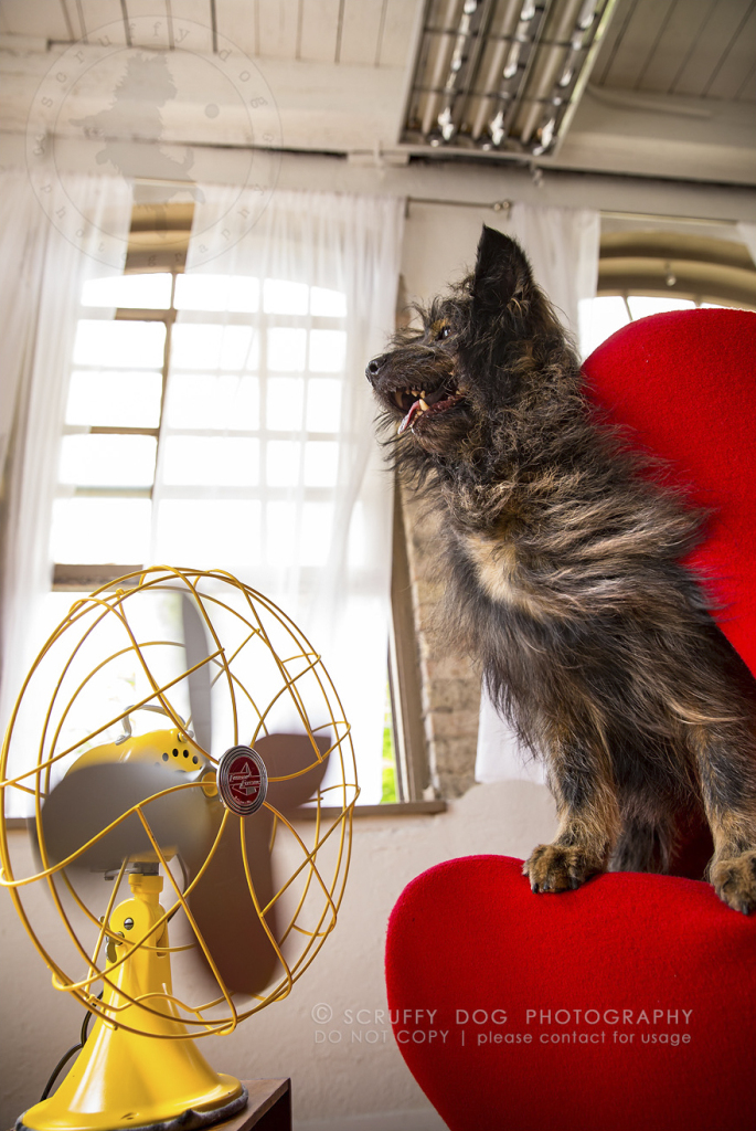 A fotógrafa de animais Illona Haus é de Ontário, no Canadá, e adora fazer séries de fotos divertidas. A mais recente empreitada dela é uma série que captura o momento em que cachorros curtem o vento dos ventiladores