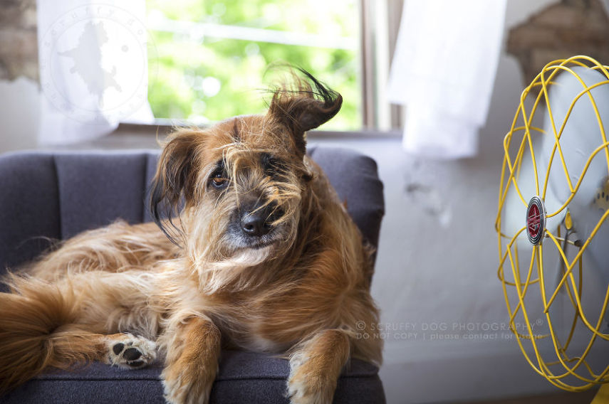 A fotógrafa de animais Illona Haus é de Ontário, no Canadá, e adora fazer séries de fotos divertidas. A mais recente empreitada dela é uma série que captura o momento em que cachorros curtem o vento dos ventiladores