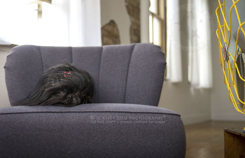A fotógrafa de animais Illona Haus é de Ontário, no Canadá, e adora fazer séries de fotos divertidas. A mais recente empreitada dela é uma série que captura o momento em que cachorros curtem o vento dos ventiladores