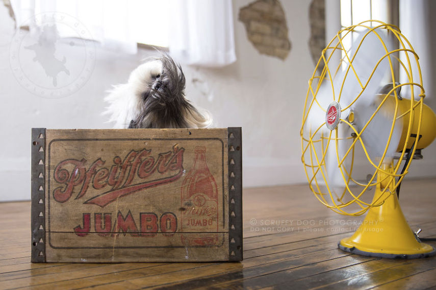 A fotógrafa de animais Illona Haus é de Ontário, no Canadá, e adora fazer séries de fotos divertidas. A mais recente empreitada dela é uma série que captura o momento em que cachorros curtem o vento dos ventiladores