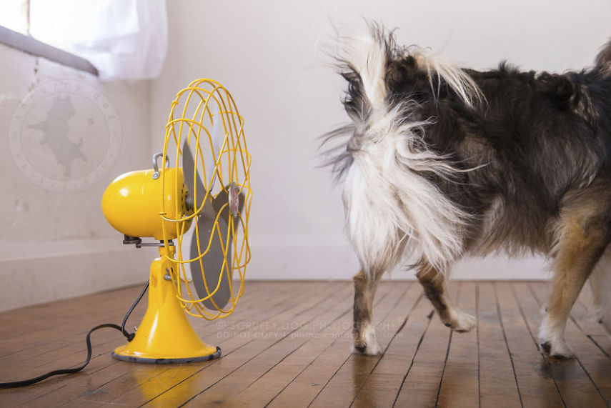 A fotógrafa de animais Illona Haus é de Ontário, no Canadá, e adora fazer séries de fotos divertidas. A mais recente empreitada dela é uma série que captura o momento em que cachorros curtem o vento dos ventiladores