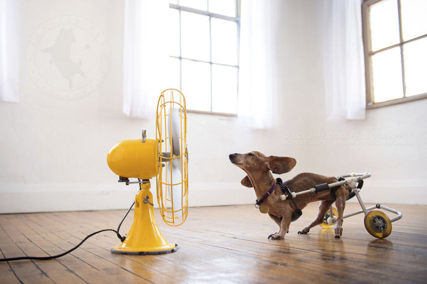 A fotógrafa de animais Illona Haus é de Ontário, no Canadá, e adora fazer séries de fotos divertidas. A mais recente empreitada dela é uma série que captura o momento em que cachorros curtem o vento dos ventiladores