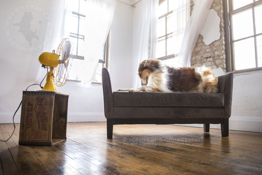 A fotógrafa de animais Illona Haus é de Ontário, no Canadá, e adora fazer séries de fotos divertidas. A mais recente empreitada dela é uma série que captura o momento em que cachorros curtem o vento dos ventiladores