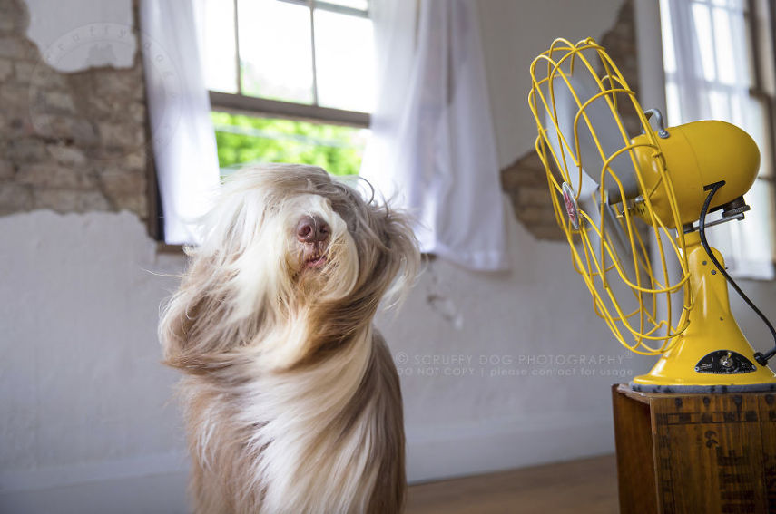 A fotógrafa de animais Illona Haus é de Ontário, no Canadá, e adora fazer séries de fotos divertidas. A mais recente empreitada dela é uma série que captura o momento em que cachorros curtem o vento dos ventiladores