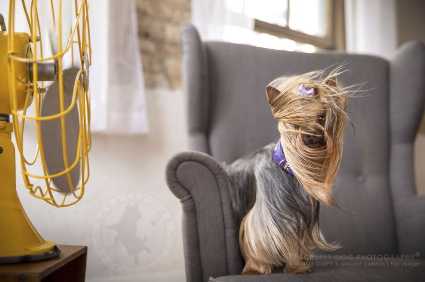 A fotógrafa de animais Illona Haus é de Ontário, no Canadá, e adora fazer séries de fotos divertidas. A mais recente empreitada dela é uma série que captura o momento em que cachorros curtem o vento dos ventiladores