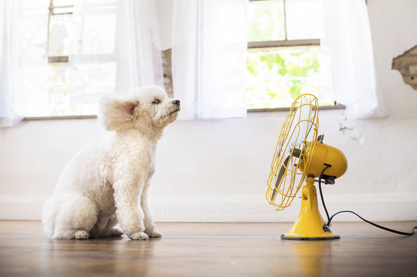 A fotógrafa de animais Illona Haus é de Ontário, no Canadá, e adora fazer séries de fotos divertidas. A mais recente empreitada dela é uma série que captura o momento em que cachorros curtem o vento dos ventiladores