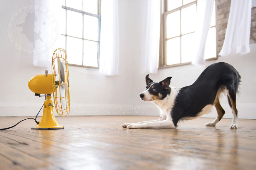 A fotógrafa de animais Illona Haus é de Ontário, no Canadá, e adora fazer séries de fotos divertidas. A mais recente empreitada dela é uma série que captura o momento em que cachorros curtem o vento dos ventiladores