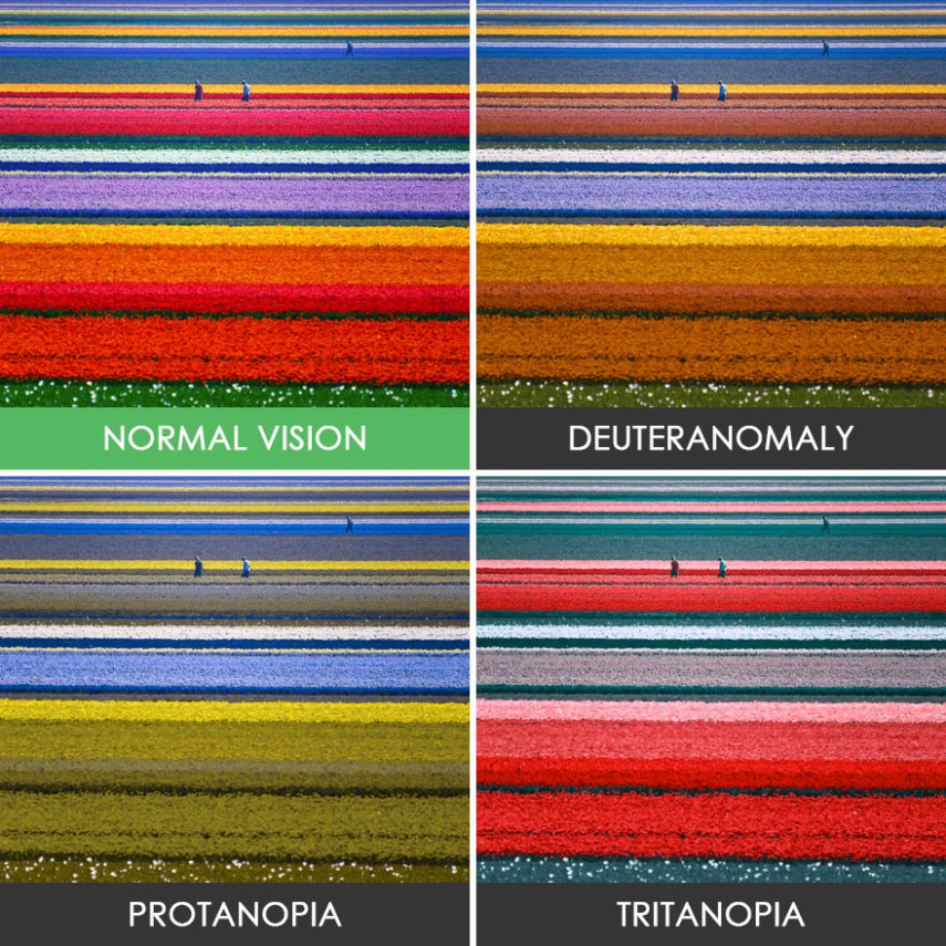 Entenda como diferentes tipos de daltonismo podem alterar a percepção de cores de um indivíduo