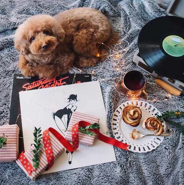 Você precisa conhecer o Cookie, o famoso cachorro que estrela a conta @ps.ny no Instagram