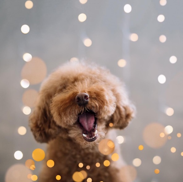 Você precisa conhecer o Cookie, o famoso cachorro que estrela a conta @ps.ny no Instagram