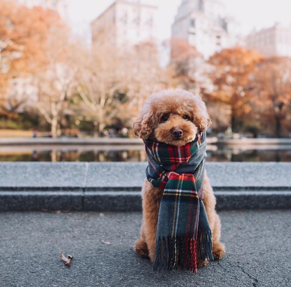 Você precisa conhecer o Cookie, o famoso cachorro que estrela a conta @ps.ny no Instagram