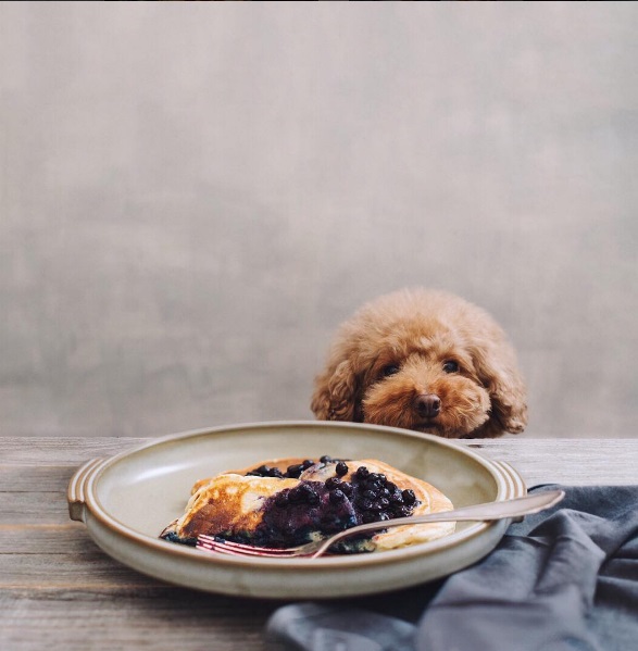 Você precisa conhecer o Cookie, o famoso cachorro que estrela a conta @ps.ny no Instagram