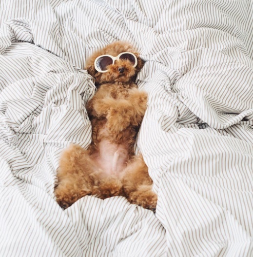 Você precisa conhecer o Cookie, o famoso cachorro que estrela a conta @ps.ny no Instagram