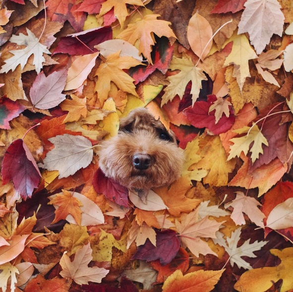 Você precisa conhecer o Cookie, o famoso cachorro que estrela a conta @ps.ny no Instagram