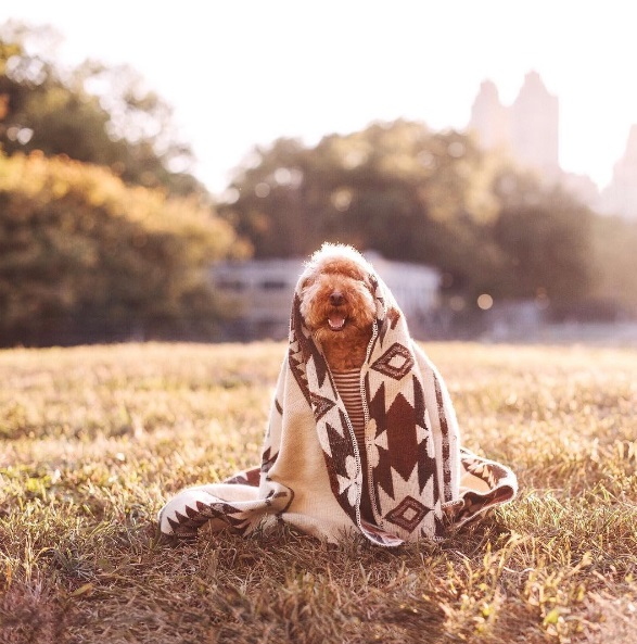 Você precisa conhecer o Cookie, o famoso cachorro que estrela a conta @ps.ny no Instagram