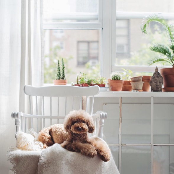 Você precisa conhecer o Cookie, o famoso cachorro que estrela a conta @ps.ny no Instagram