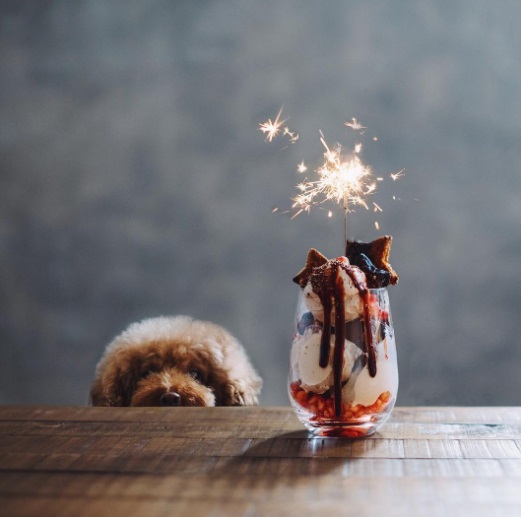 Você precisa conhecer o Cookie, o famoso cachorro que estrela a conta @ps.ny no Instagram