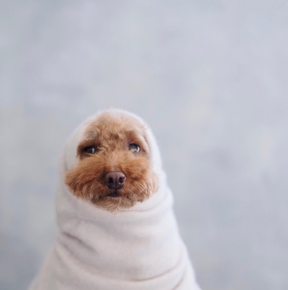 Você precisa conhecer o Cookie, o famoso cachorro que estrela a conta @ps.ny no Instagram