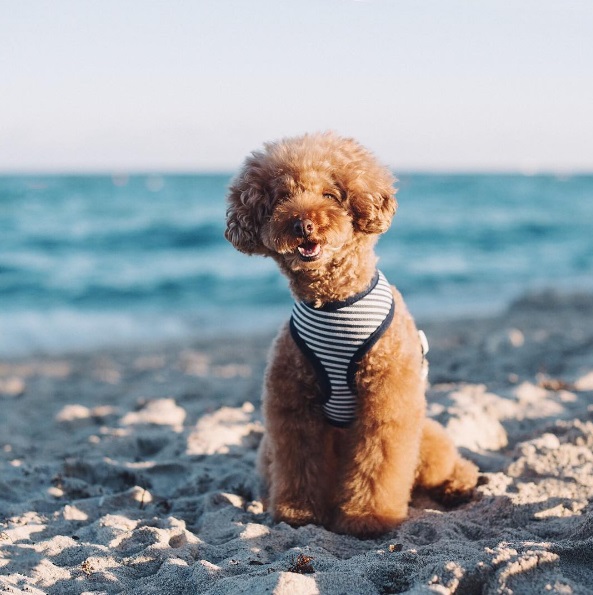 Você precisa conhecer o Cookie, o famoso cachorro que estrela a conta @ps.ny no Instagram