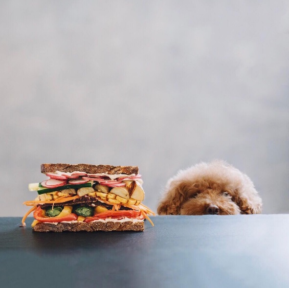 Você precisa conhecer o Cookie, o famoso cachorro que estrela a conta @ps.ny no Instagram