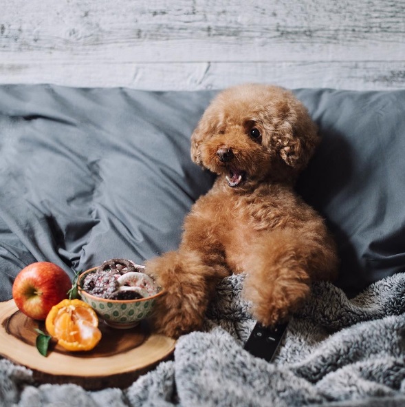 Você precisa conhecer o Cookie, o famoso cachorro que estrela a conta @ps.ny no Instagram