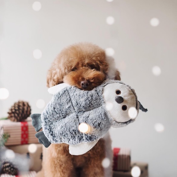 Você precisa conhecer o Cookie, o famoso cachorro que estrela a conta @ps.ny no Instagram