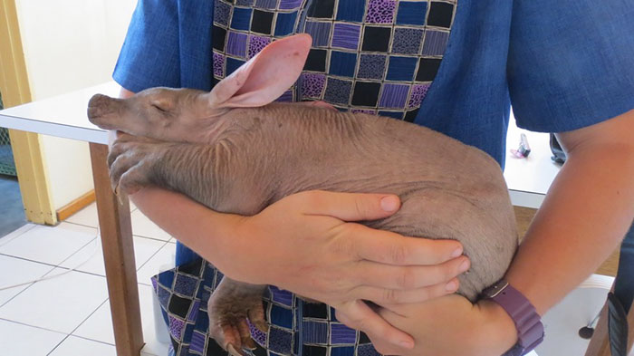 Um motorista de caminhão na Namíbia ficou extremamente surpreso ao encontrar um bebê Aardvark (ou porco-formigueiro), dormindo tranquilamente encostado nos seus pneus. Ele levou o bichinho para um abrigo e ele recebeu muito amor e carinho antes de ser solto novamente na natureza