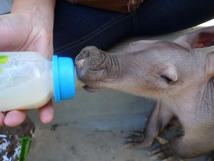 Um motorista de caminhão na Namíbia ficou extremamente surpreso ao encontrar um bebê Aardvark (ou porco-formigueiro), dormindo tranquilamente encostado nos seus pneus. Ele levou o bichinho para um abrigo e ele recebeu muito amor e carinho antes de ser solto novamente na natureza