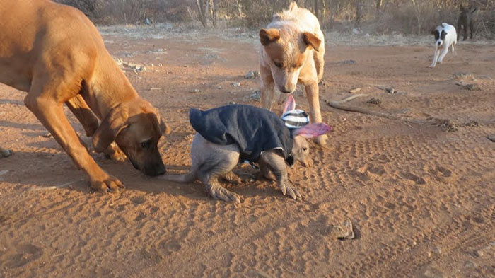 Um motorista de caminhão na Namíbia ficou extremamente surpreso ao encontrar um bebê Aardvark (ou porco-formigueiro), dormindo tranquilamente encostado nos seus pneus. Ele levou o bichinho para um abrigo e ele recebeu muito amor e carinho antes de ser solto novamente na natureza