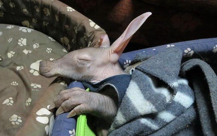 Um motorista de caminhão na Namíbia ficou extremamente surpreso ao encontrar um bebê Aardvark (ou porco-formigueiro), dormindo tranquilamente encostado nos seus pneus. Ele levou o bichinho para um abrigo e ele recebeu muito amor e carinho antes de ser solto novamente na natureza