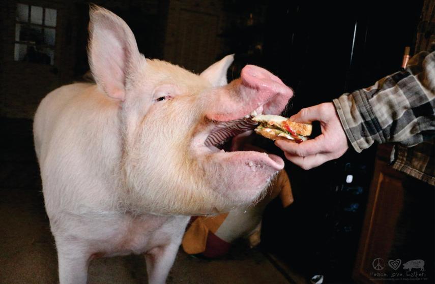 O casal Steve Jenkins e Derek Walter resolveu comprar um mini porco, porque queriam muito ter um pet para completar suas vidas em Ontário, no Canadá. Esther chegou com apenas seis meses e pesando 1,8 kg. A porquinha cresceria no máximo até 31 kg. Esther cresceu um 