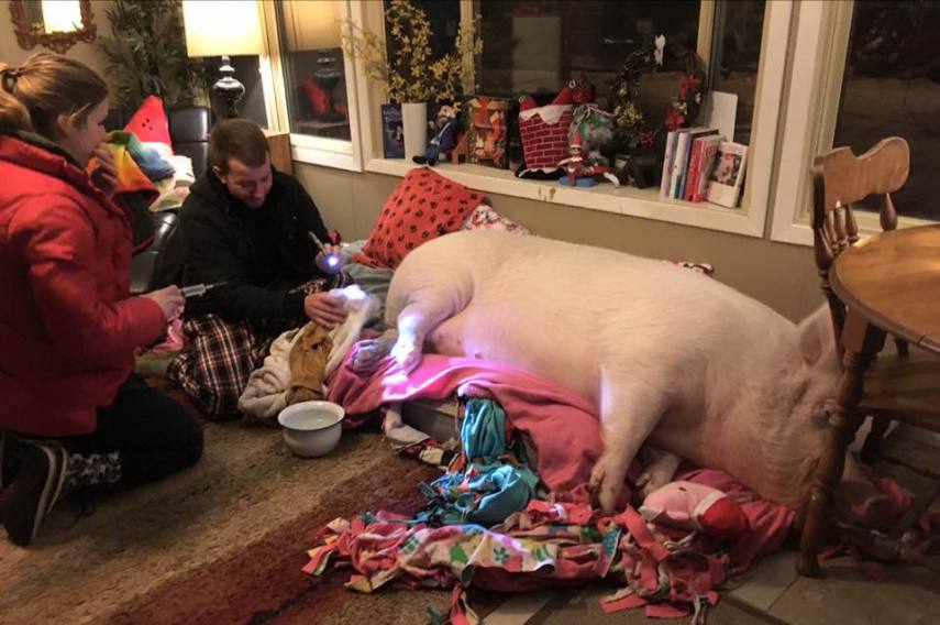 O casal Steve Jenkins e Derek Walter resolveu comprar um mini porco, porque queriam muito ter um pet para completar suas vidas em Ontário, no Canadá. Esther chegou com apenas seis meses e pesando 1,8 kg. A porquinha cresceria no máximo até 31 kg. Esther cresceu um 